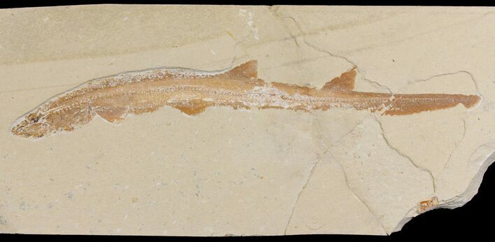 Cretaceous Fossil Shark (Pararhinchodon) #165874